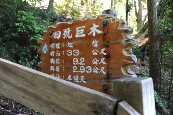 2013_0629_檜山巨木森林步道2174348