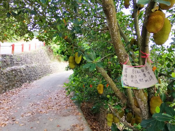 散步賞景。編號46小百岳~阿罩霧山752797