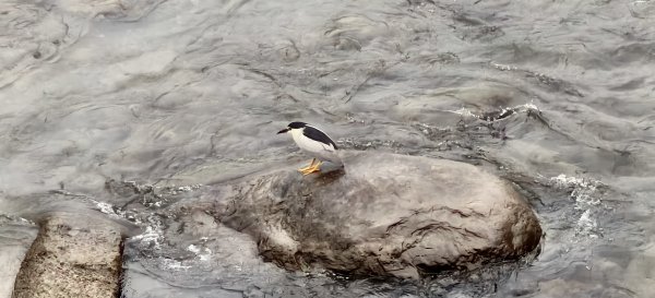 2025/05/25_茶園坪山2796567