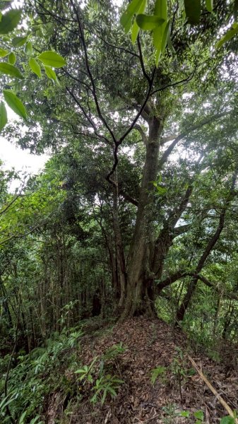 114.05.17聖人崙-聖人瀑布之旅2789520