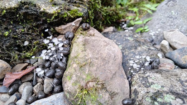 棲松縱走未竟2918398