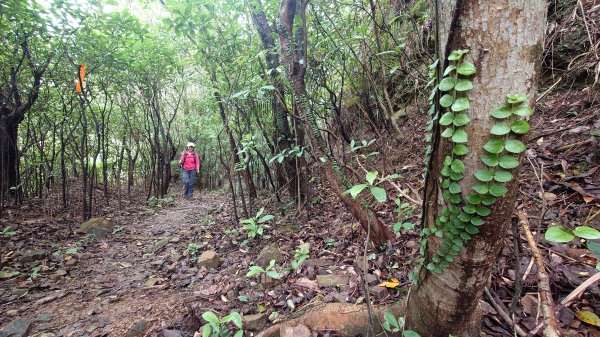 清幽的東北角郊山好路線美艷山火炎山新厝山沿海岸線O型2432649