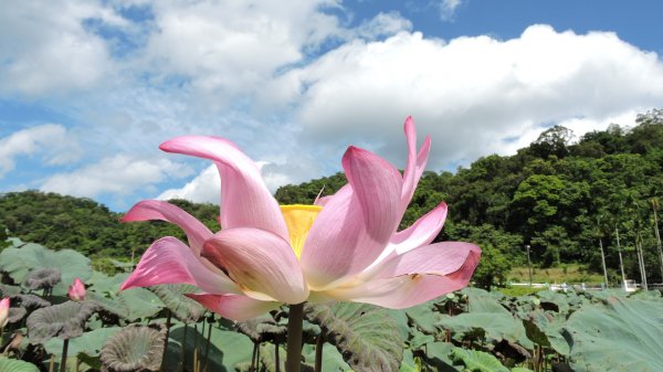 東北角風景區/上山下海趣31063977