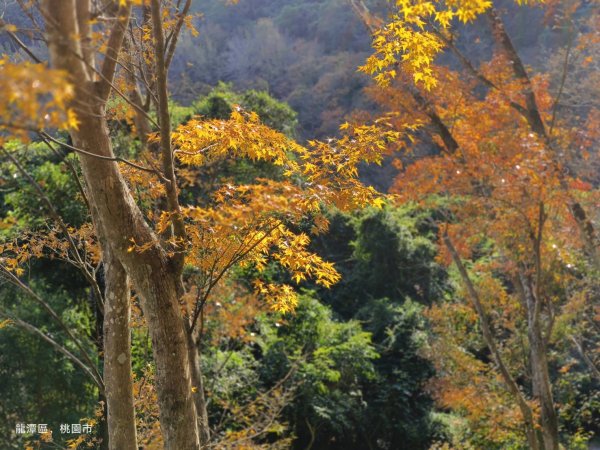 桃園石門山&石門水庫賞楓1973114