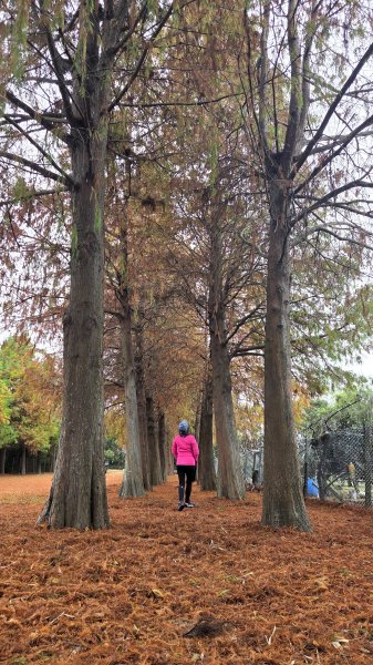 北部出發來去中部悠哉走個鐵砧山2993402