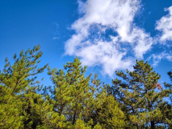 2025-11-07 合歡北峰、小溪營地、鷹石尖、北峰名樹2934326