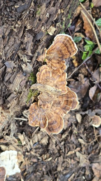解鎖山頂鳥百山百鳥滿月園任務，滿月圓森林遊樂區是台北近郊瀑布最多的森林遊樂區，夏季首選，涼爽舒服2866673