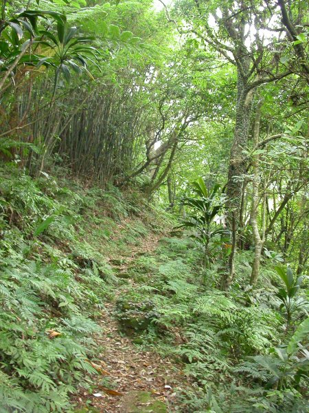 汐止白雲古道／十三分山1959508