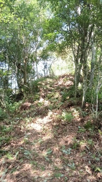 坪林區仁里坂山-火炎山未竟跟聯合艦隊除草去3125115