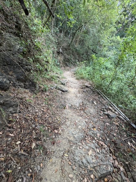 20251109棚集山步道2935236