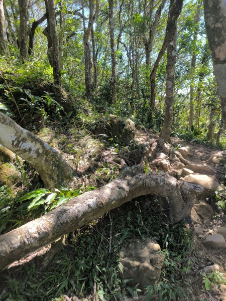 20251004微笑山線：【二格山系】筆架連峰段2904509