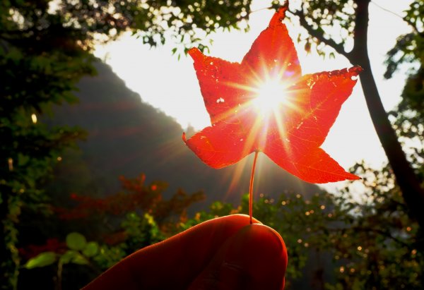 光影森林-那結山縱走貴妃山773721