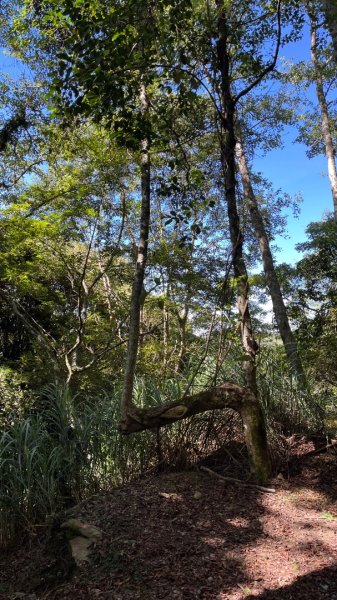 雪見大板根2877607