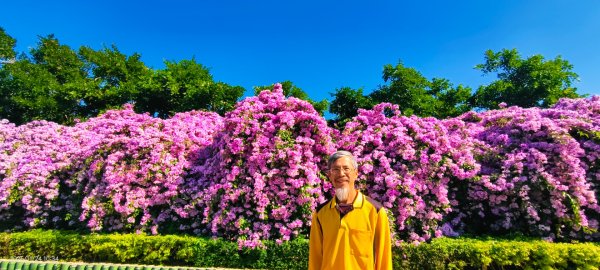 #蒜香藤 #泰山楓樹河濱公園 11/242943655