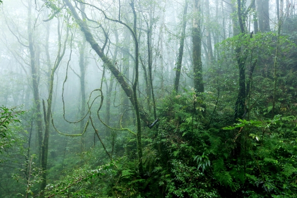 北插天山追賞霧淞264729