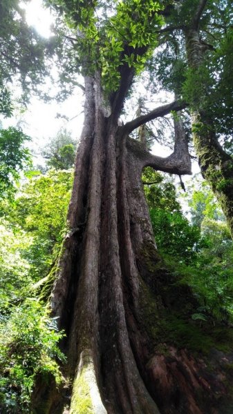 鎮西堡、司馬庫司巨木群-探訪森林感受大地之母蘊育雄偉1348670