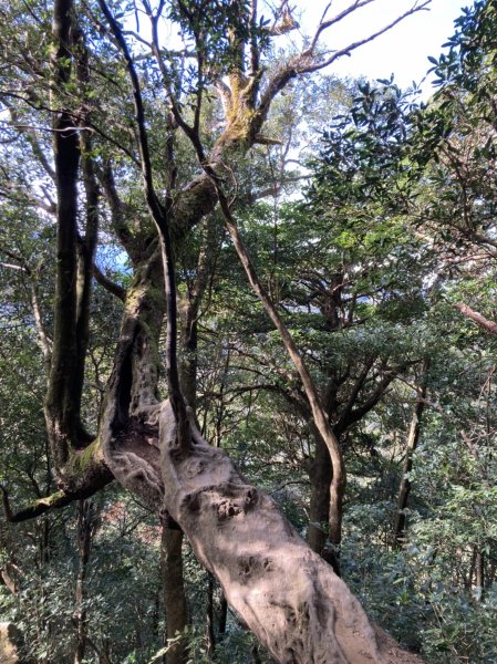 [新竹] 北得拉曼 內鳥嘴山1982881