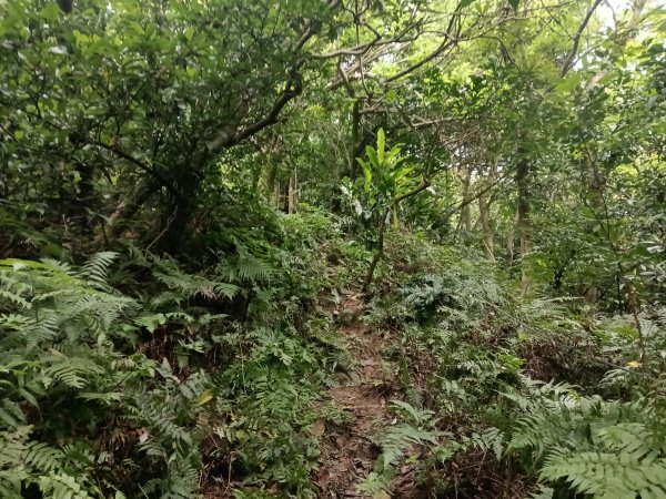 基隆市金針谷農家-深澳山O型3039991