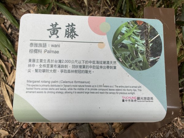 《雪山坑登山步道｜巨人之手森林秘境 Xueshankeng Hiking Trail & Giant2971091