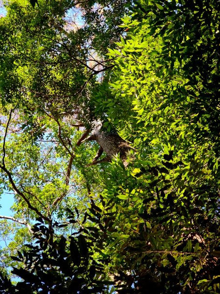 唐麻丹山-谷關七雄(老么)2991572