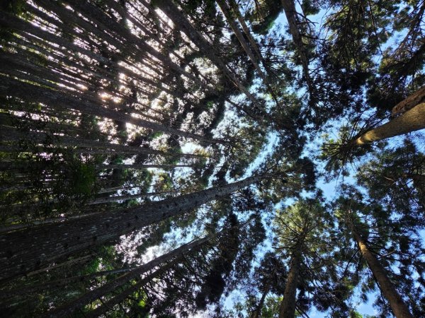 【中級山】麥巴來山，夢幻杉木林3089251
