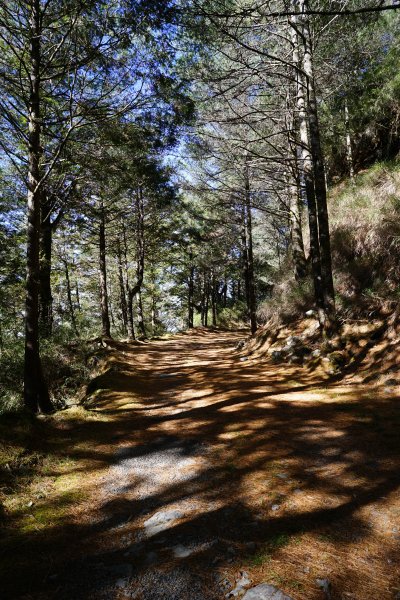 【輕忽】【大安溪神木】2695034