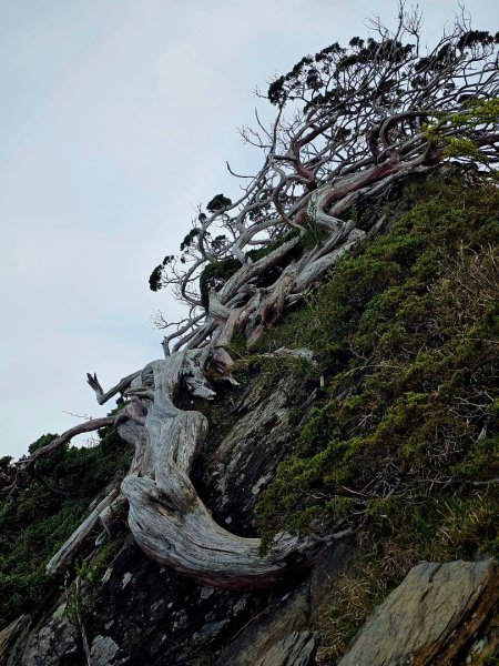合歡北峰步道-(南投)臺灣百大必訪步道2795015