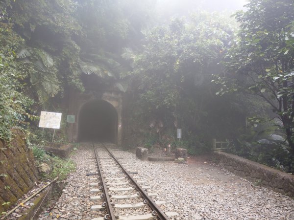 搭阿里山森鐵去登獨立山(小百岳#58)。走大巃頂賞茶園風光 (2020/11/8)1427680