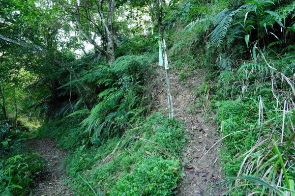 新北 烏來 火燒樟山、落鳳山2557682