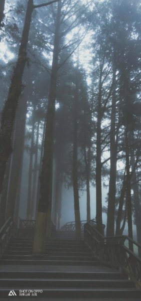 【阿里山森林園區】阿里山神木 八大景點691818