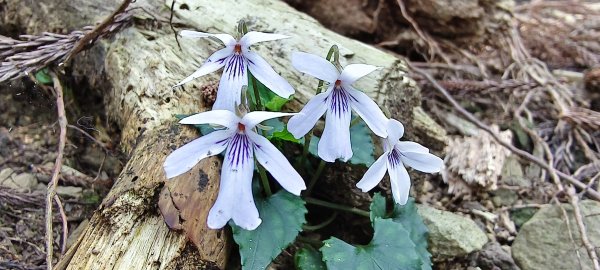 2026/03/18 加里山+大坪山 O型3020001