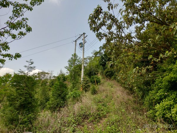 [新竹芎林]飛鳳山~芎蕉窩山...大板根1348055