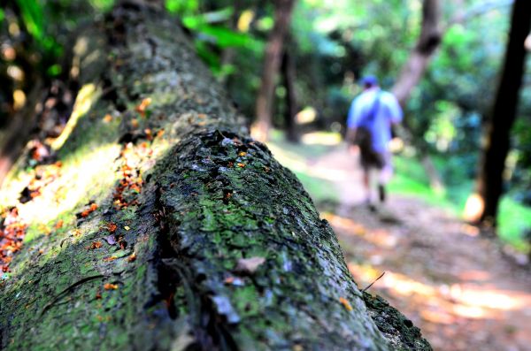 從新北走到桃園...青龍嶺縱走大棟山138786