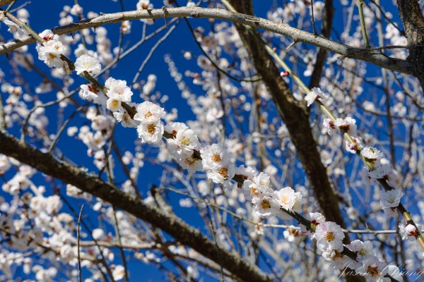 福壽山千櫻園櫻花盛開2724929