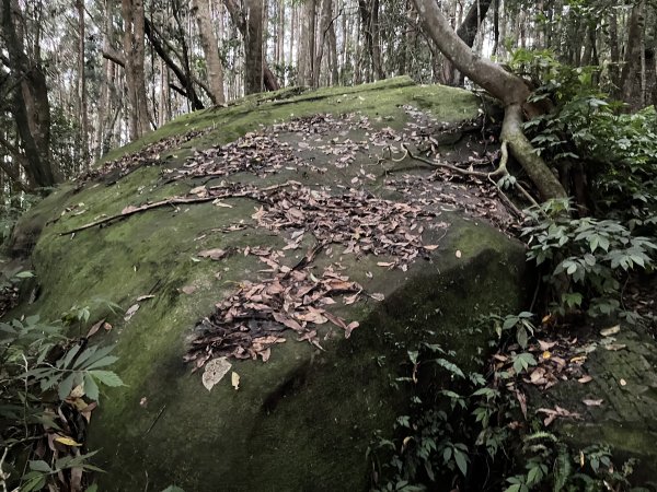 [皮皮獅探險隊-07/10] 2025_0719 油羅山步道2842702