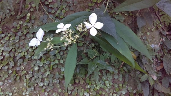 【臺北親山拓印趣】天母山天母古道白雲瀑布918688