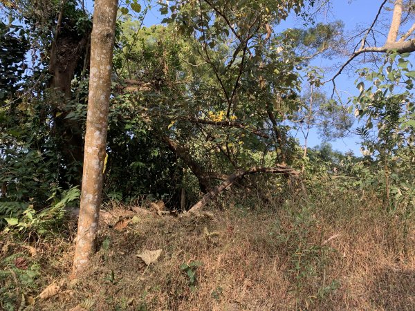 20260119高雄尾寮山(第24刷)2985557