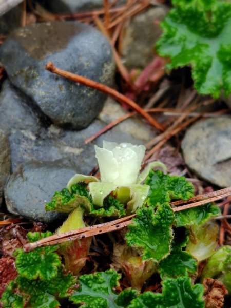 稍來小雪山國家步道、船型山、鞍馬山、鞍馬山東北峰、天池、雪山神木2799768