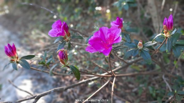 《彰化》富士櫻花｜花壇大嶺巷步道群及西來園（銀行山）登山步道202402132424700