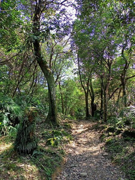 【基隆-臺灣百大步道】姜子寮山和泰安瀑布1268260