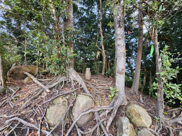 20250105鵝公髻山雲霧步道2726326