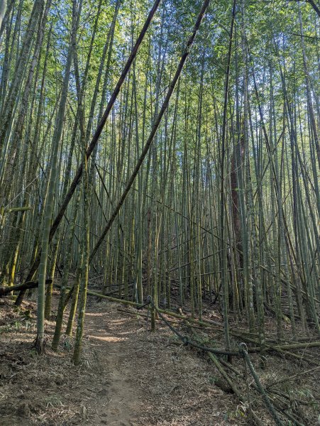 林相豐富。深具挑戰性的水社大山登山步道(加碼水社主峰)1544046