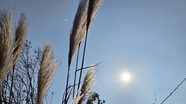 2025楓樹湖木蓮花即將大爆發，近似球形的花朵枝頭綻放，滿山滿谷粉紅泡泡，相當浪漫2711967