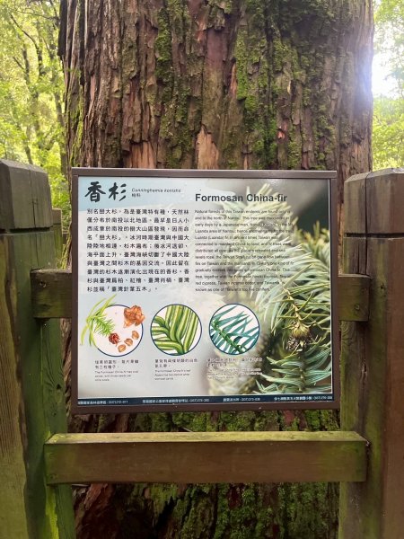 新竹 五峰 觀霧國家森林遊樂區 觀霧瀑布步道+賞鳥步道2811434