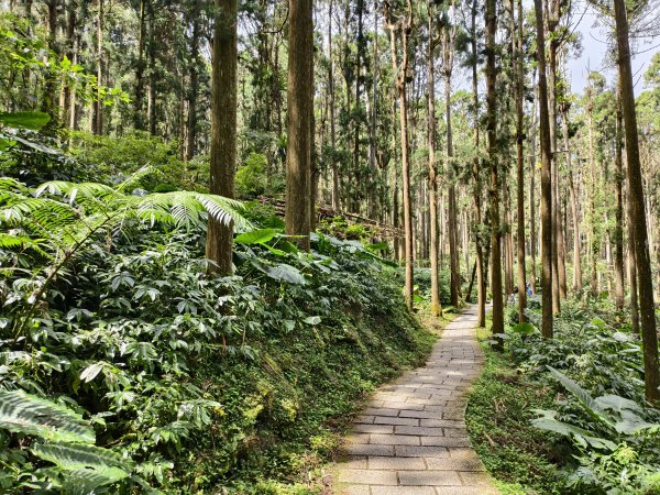 [百山百鳥尋旅-05/15] 2025_0830 溪頭賞鳥步道_銀杏步道2875549