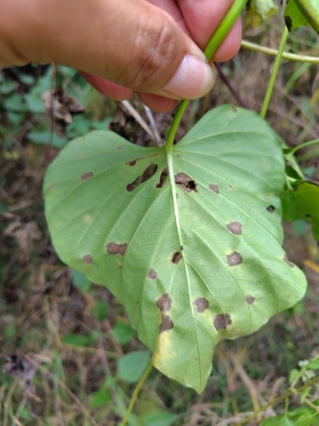 大棟山系南段 水利古道西口 上 竹高崙山 連走 鳥子嶺 坑仔內山 大崖山 下 龍目井農場2953124