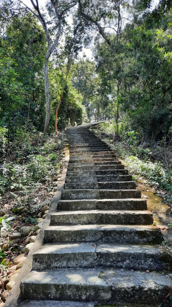 《彰化》登山逛市集｜臥龍坡步道環藤山步道202503222740497