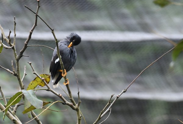 2016年, 九年前, 5, 6月份, 華江雁鴨自然公園2807704