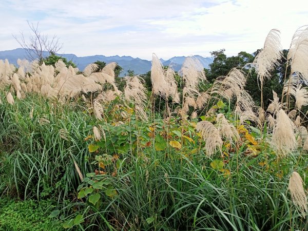 【小百岳集起來】土庫岳芒花飄逸、楓紅絢麗1221958