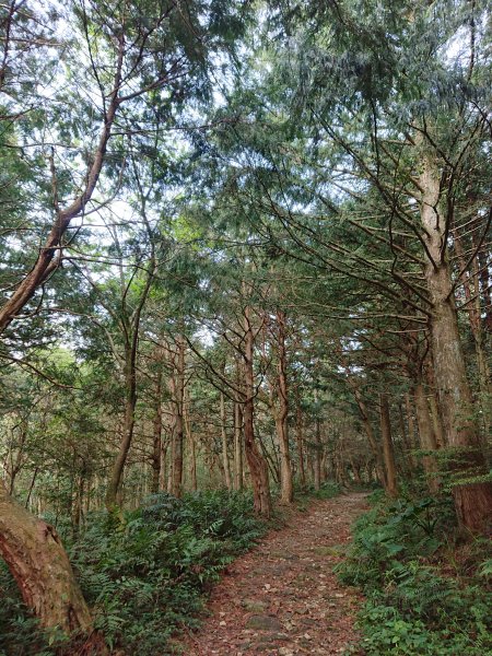 水田林道上貴妃山-鞍部石猴-那結山O型走1307488